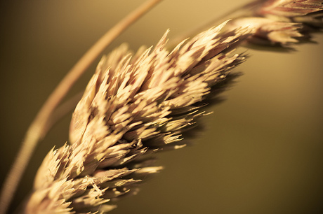 Agriculture tech experts to headline GRDC Update Agriculture tech experts to headline GRDC Update