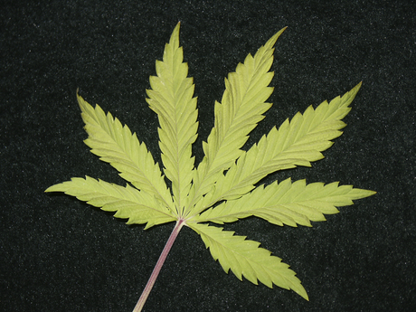 Medical cannabis company AusCann to be bought by TWH Medical cannabis company AusCann to be bought by TWH