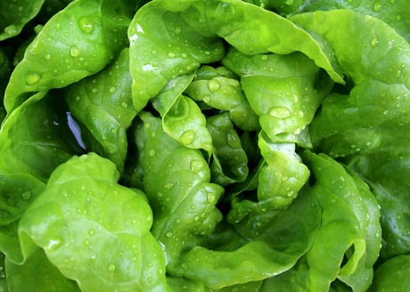 How salad vegetable surfaces harbour pathogens &mdash; and it&#39;s not how you expect