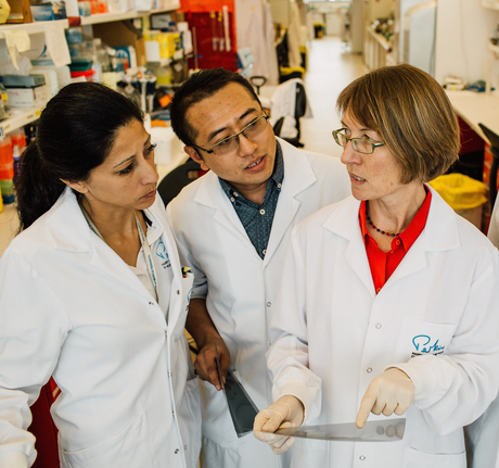 Repairing blood vessels to improve anticancer treatment Repairing blood vessels to improve anticancer treatment