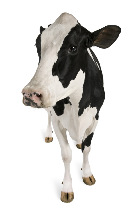 Confidential submissions are welcome as the ACCC looks into the cattle and beef industry