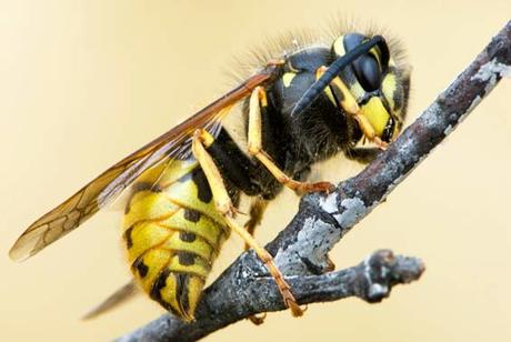 Near-fatal wasp attack on contractor prompts reissue of first aid guidance