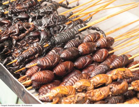 Sustainability of our protein supplies &mdash; can you stomach it?