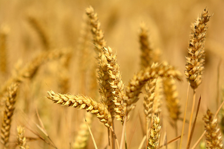 Improved weather data for WA growers