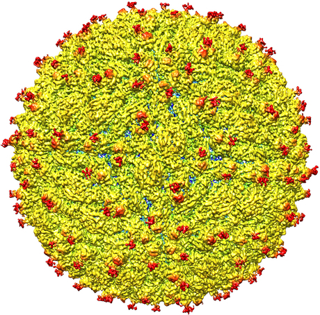 Zika virus structure revealed