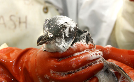 Global training program to rescue wildlife from oil spills