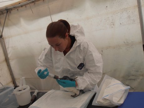 Rescue program for wildlife caught in oil spills Rescue program for wildlife caught in oil spills