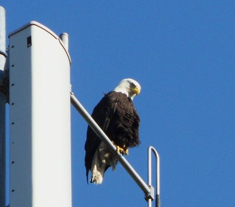 Hungry birds and golfing gaffes top list of 2015&#39;s unusual power outages