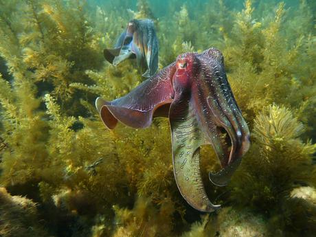 Adaptable squid thrive in a changing ocean Adaptable squid thrive in a changing ocean