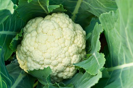 Automation reaches cauliflower harvesting