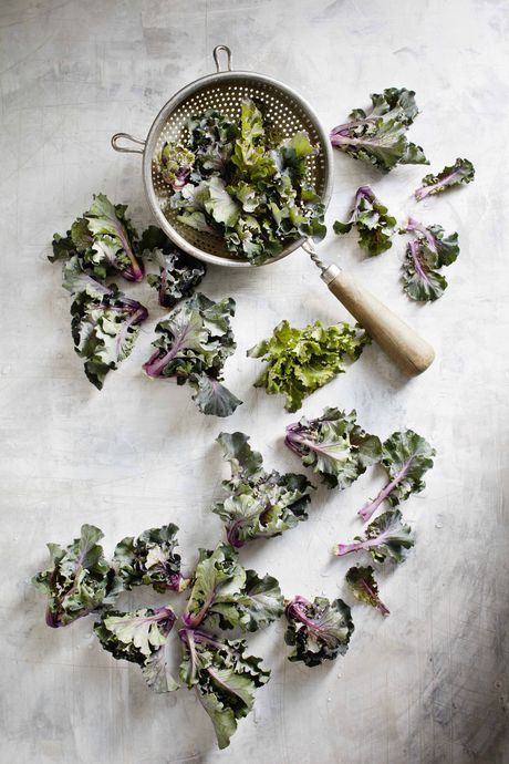 Meet the Kalette &mdash; our newest vegetable hybrid