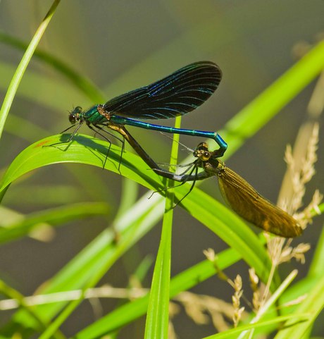 Damselflies in distress &mdash; assortative mating could lead to extinction