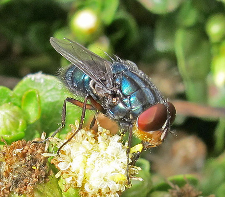 Better late than never &mdash; Golden Goose Award goes to &#39;sex life of the screwworm&#39; researchers