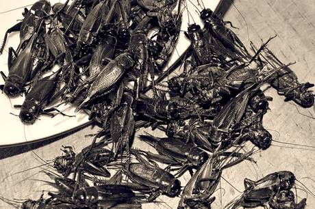 Cricket farming in New Zealand