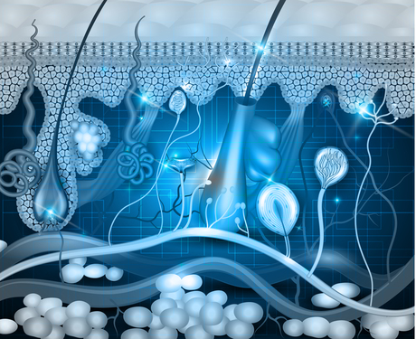 The next wearable technology could be your skin