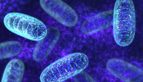 Fast test for inherited mitochondrial disease Fast test for inherited mitochondrial disease