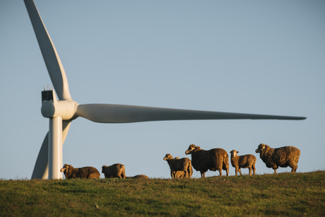 South Australia's newest wind farm starts up South Australia's newest wind farm starts up