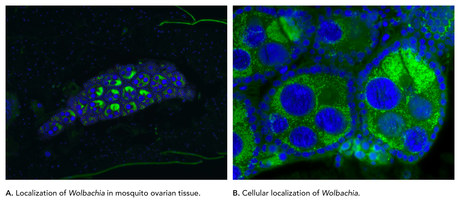 Bacterial biocontrol for Zika virus