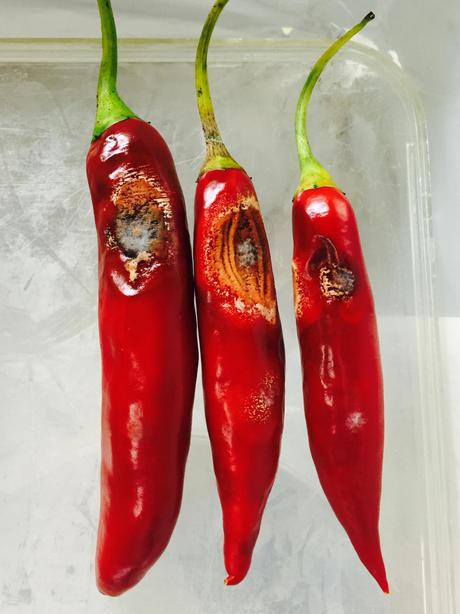 New chilli pathogens raise quarantine questions