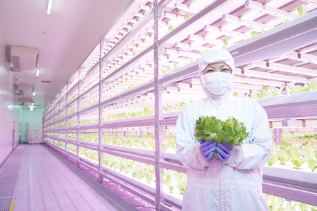 Japan's vertical farms take production indoors under LED lights Japan's vertical farms take production indoors under LED lights