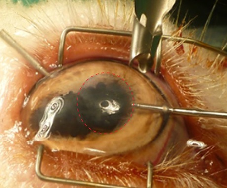Invisible film and damage response: eye-opening research into the cornea