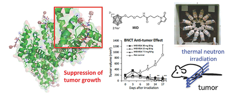 Special delivery &mdash; a boron carrier for targeted tumour therapy