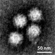 Norovirus cultured in the lab Norovirus cultured in the lab