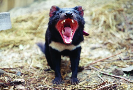 Devils could be evolving resistance to DFTD Devils could be evolving resistance to DFTD