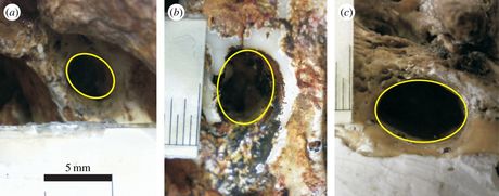 How the human brain became bloodthirsty