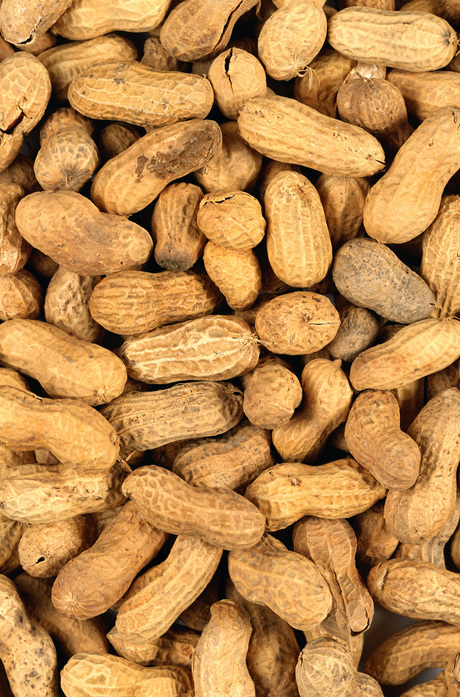 Peanut allergy treatment gets a $15 million boost Peanut allergy treatment gets a $15 million boost