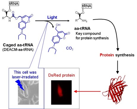 Controlling protein synthesis with light