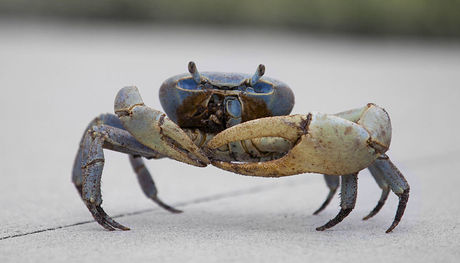 Could crab shells enhance wound healing?