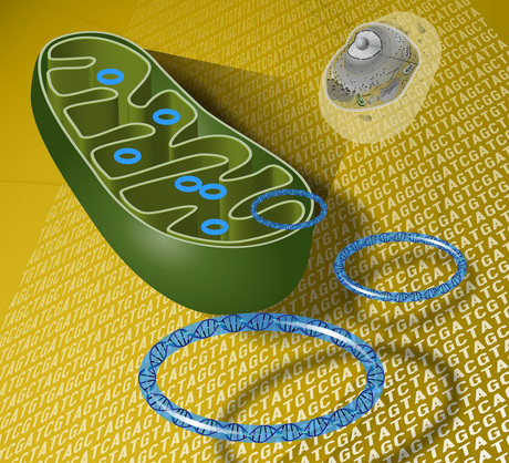 Autism linked to mutations in mitochondrial DNA Autism linked to mutations in mitochondrial DNA