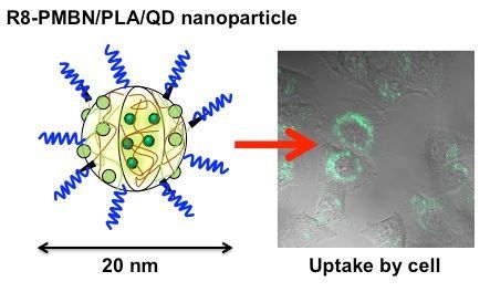 Imaging the inside of cells with nanoparticles