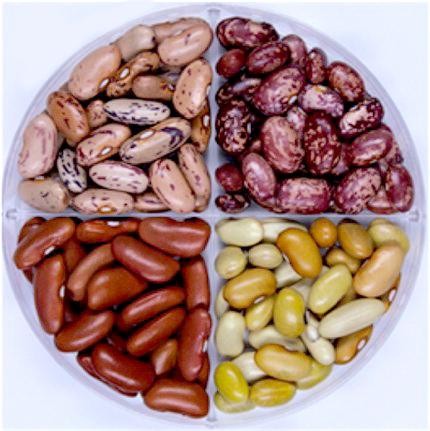Fast-track your beans for better nutrition