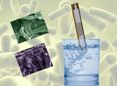 A sweet solution for <em>E. coli </em>contaminated water A sweet solution for <em>E. coli </em>contaminated water