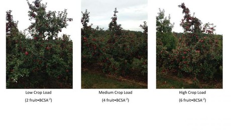 Crop load and cider quality &mdash; manipulating cider quality through horticultural practices