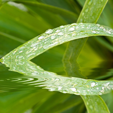 Garden grass could power our future