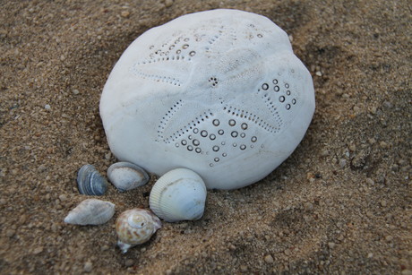 Protective capsule inspired by seashells