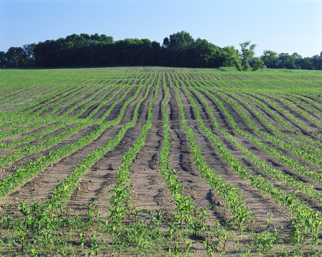 Clay nanoparticles provide chemical-free crop protection Clay nanoparticles provide chemical-free crop protection
