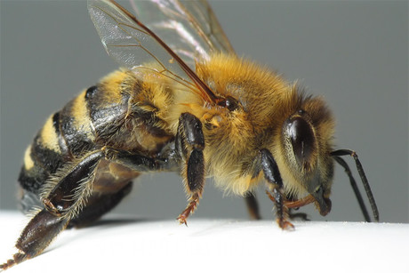 Bee sting vaccine and other allergy remedies on the way