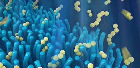 Scientists go with their gut on next-gen battery Scientists go with their gut on next-gen battery