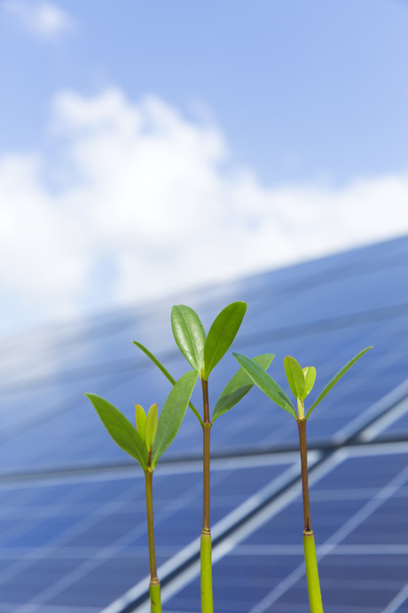 Primary motivators for renewable adoption revealed Primary motivators for renewable adoption revealed