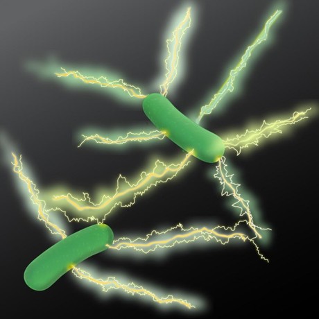 Microbial nanowires for green electronics