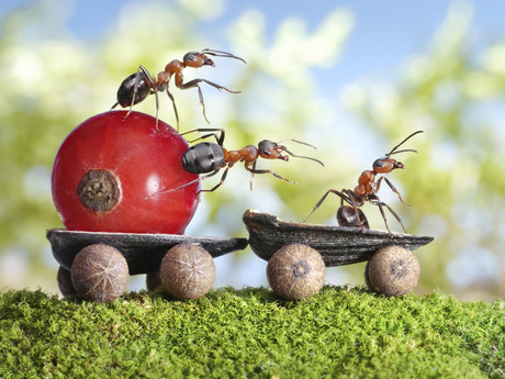 How ants get their bearings