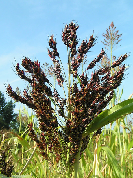 Grant to improve sorghum breeding programs Grant to improve sorghum breeding programs