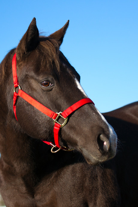Ebola treatment developed from horse antibodies