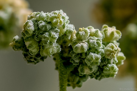 Scientists lay groundwork for expanding quinoa production