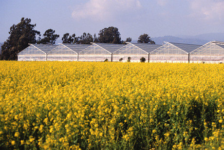 Solar glass for self-sustaining greenhouses
