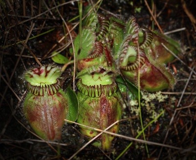 How the pitcher plant became predatory How the pitcher plant became predatory